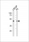 (Mouse) Sox17 Antibody (C-term)